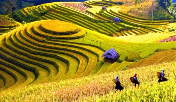 Sapa Medium Trekking 04 Nights 03 Days (By train)